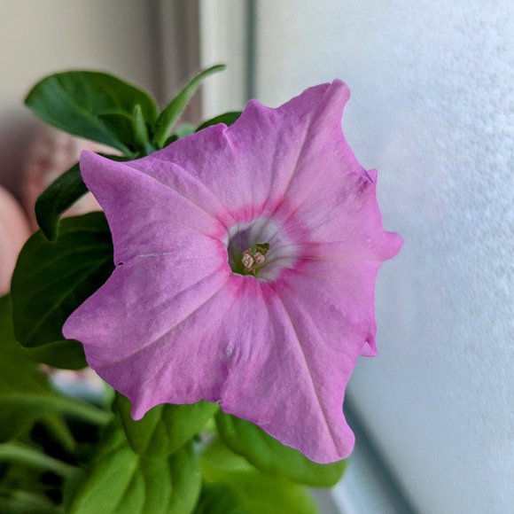 E.A.'s Closet - Picture 1 of 1